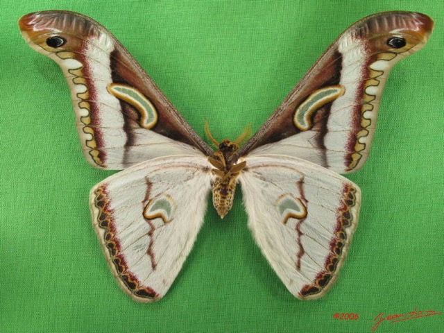 076 Heterocera (FV) Saturniidae Epiphora albida m IMG_4954WTMK.JPG