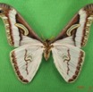 076 Heterocera (FV) Saturniidae Epiphora albida m IMG_4954WTMK.JPG