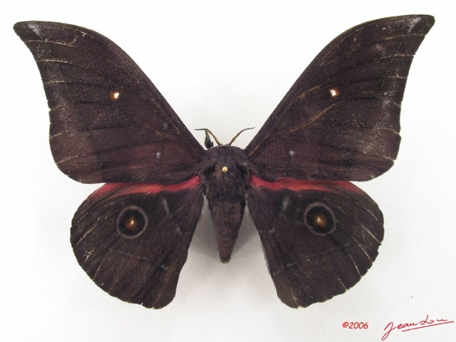077 Heterocera (FD) Saturniidae Nudaurelia jamesoni m IMG_5012WTMK.JPG