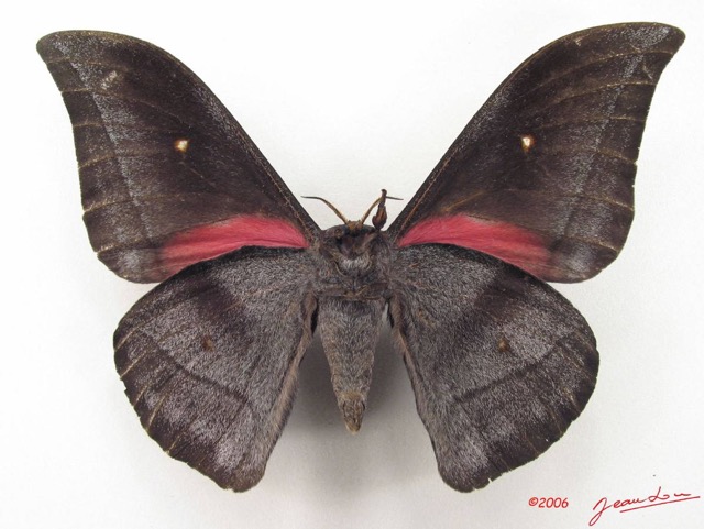 078 Heterocera (FV) Saturniidae Nudaurelia jamesoni m IMG_5013WTMK.JPG