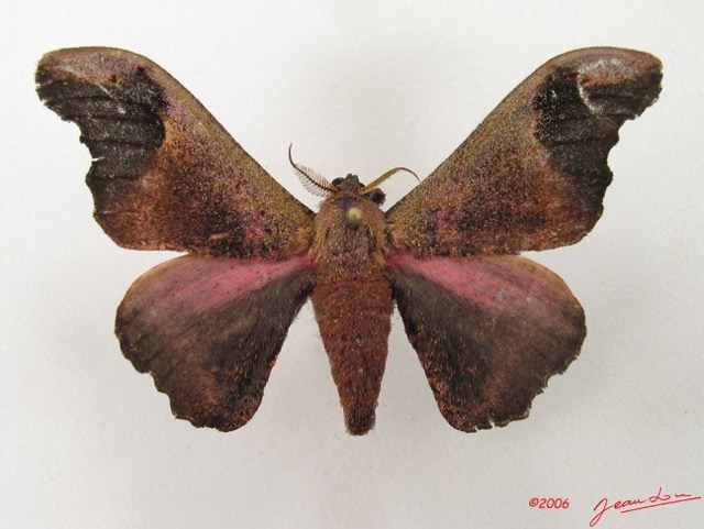 079 Heterocera (FD) Saturniidae Micragone neonubifera m IMG_5016WTMK.JPG