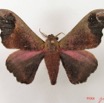079 Heterocera (FD) Saturniidae Micragone neonubifera m IMG_5016WTMK.JPG