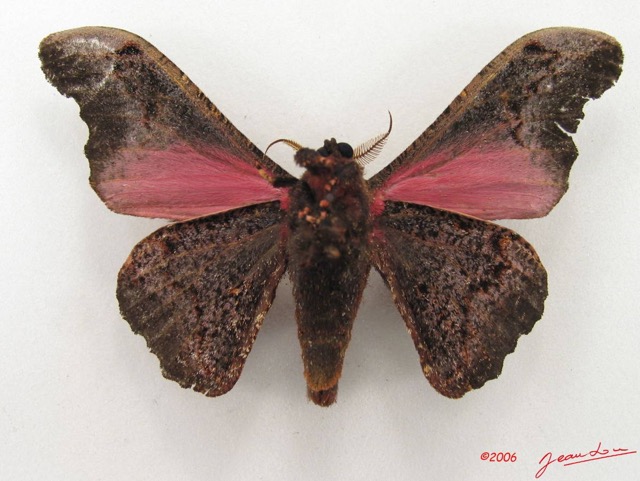 080 Heterocera (FV) Saturniidae Micragone neonubifera m IMG_5018WTMK.JPG