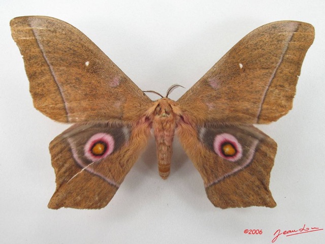 081 Heterocera (FD) Saturniidae Imbrasia epimethea m IMG_5079WTMK.JPG