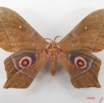 081 Heterocera (FD) Saturniidae Imbrasia epimethea m IMG_5079WTMK.JPG