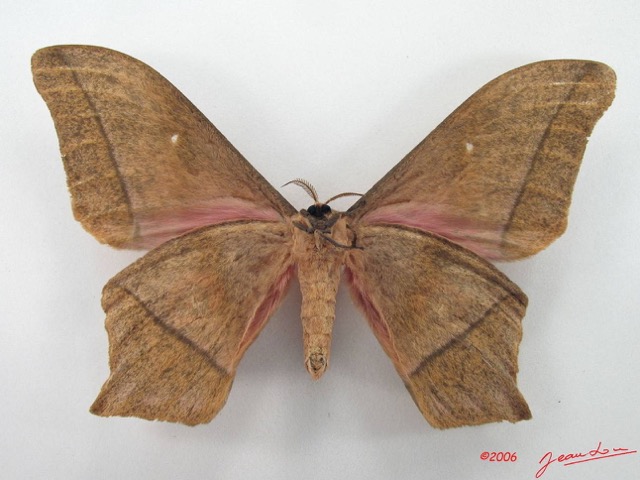 082 Heterocera (FV) Saturniidae Imbrasia epimethea m IMG_5080WTMK.JPG