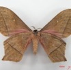 082 Heterocera (FV) Saturniidae Imbrasia epimethea m IMG_5080WTMK.JPG