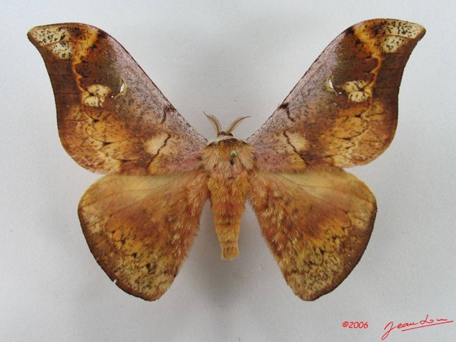 085 Heterocera (FD) Saturniidae Goodia falcata m IMG_5100WTMK_1.JPG