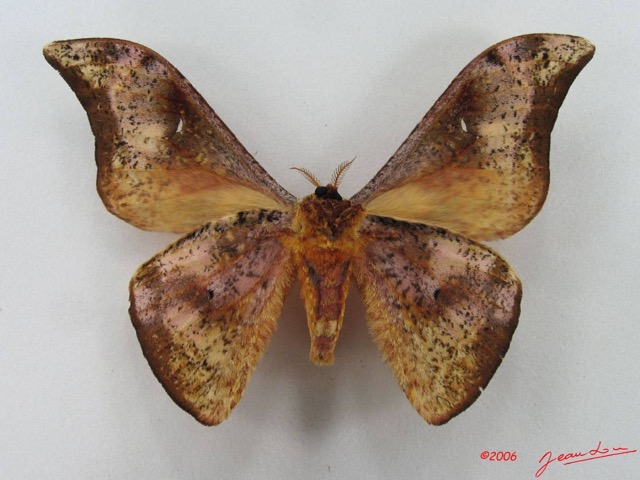 086 Heterocera (FV) Saturniidae Goodia falcata m IMG_5101WTMK_1.JPG