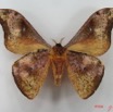 086 Heterocera (FV) Saturniidae Goodia falcata m IMG_5101WTMK_1.JPG