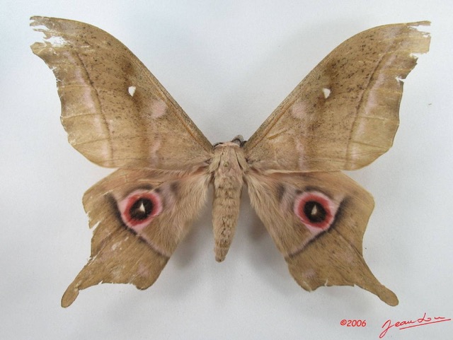 087 Heterocera (FD) Saturniidae Imbrasia truncata m IMG_5128WTMK_1.JPG