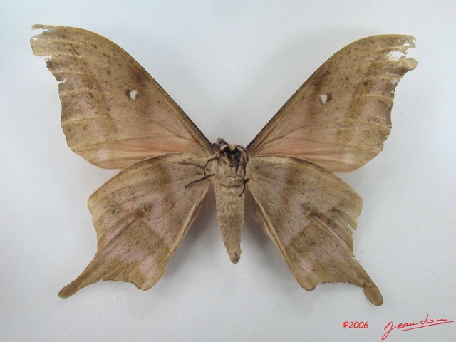 088 Heterocera (FV) Saturniidae Imbrasia truncata m IMG_5129WTMK_1.JPG