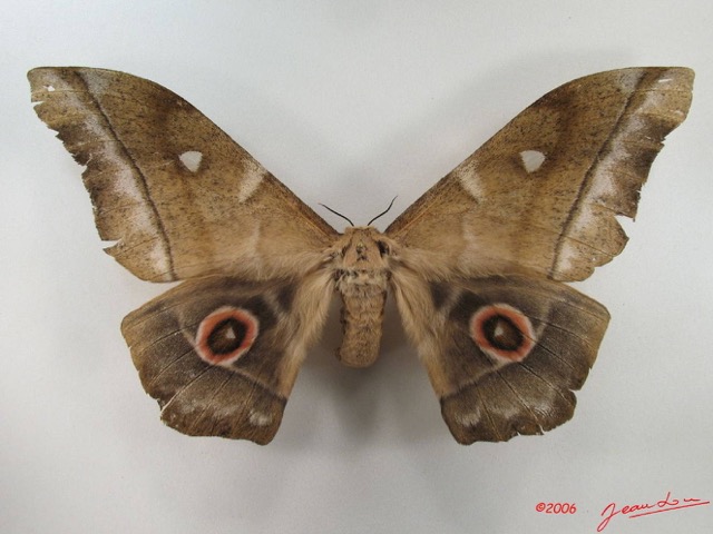 089 Heterocera (FD) Saturniidae Imbrasia truncata f IMG_5156WTMK.JPG