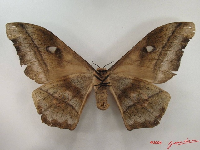 090 Heterocera (FV) Saturniidae Imbrasia truncata f IMG_5157WTMK.JPG