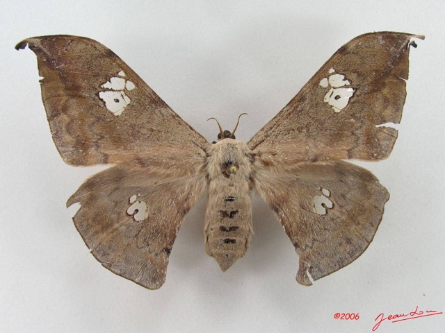 091 Heterocera (FD) Saturniidae Orthogonioptilum luminosum f IMG_5161WTMK.JPG