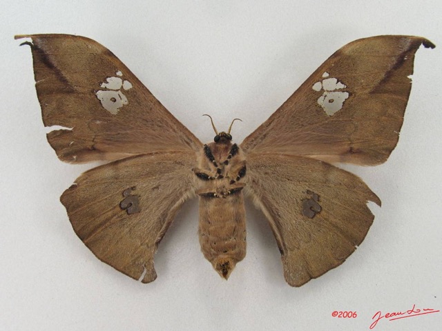 092 Heterocera (FV) Saturniidae Orthogonioptilum luminosum f IMG_5162WTMK.JPG