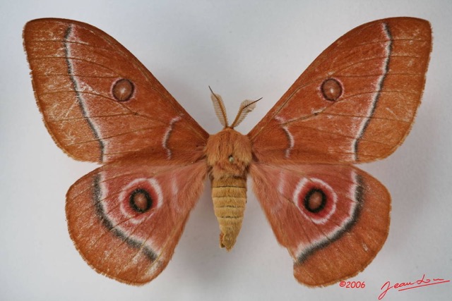 093 Heterocera (FD) Saturniidae Bunaeopsis auriantaca gabonica m IMG_1471WTMK.JPG