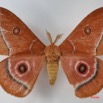 093 Heterocera (FD) Saturniidae Bunaeopsis auriantaca gabonica m IMG_1471WTMK.JPG