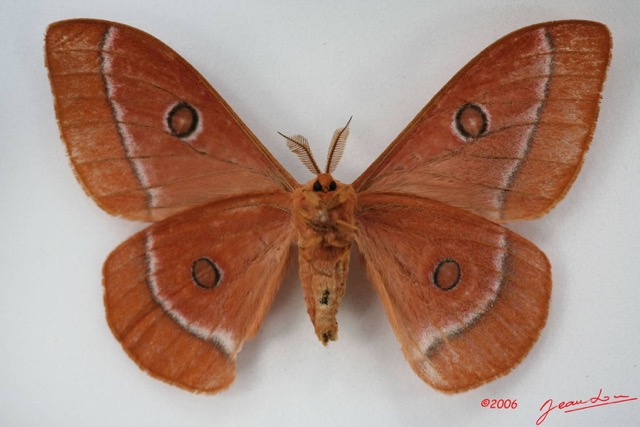 094 Heterocera (FV) Saturniidae Bunaeopsis auriantaca gabonica m IMG_1474WTMK.JPG