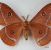 094 Heterocera (FV) Saturniidae Bunaeopsis auriantaca gabonica m IMG_1474WTMK.JPG