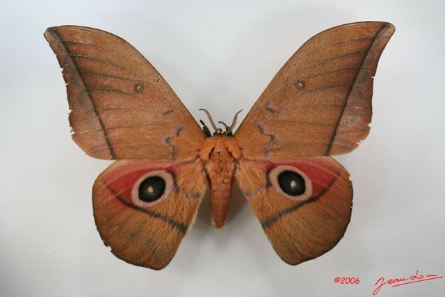095 Heterocera (FD) Saturniidae Lobobunaea goodii m IMG_1476WTMK.JPG