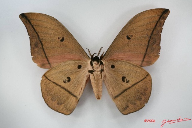 096 Heterocera (FV) Saturniidae Lobobunaea goodii m IMG_1477WTMK.JPG