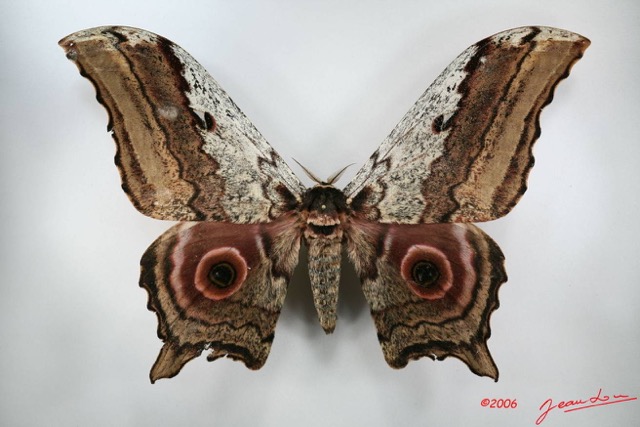 097 Heterocera (FD) Saturniidae Athletes albicans m IMG_1481WTMK.JPG