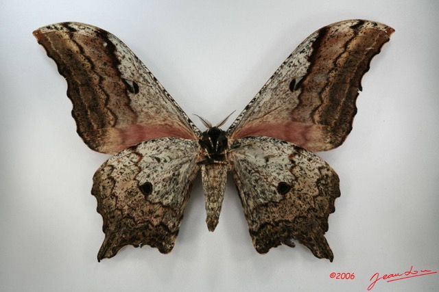 098 Heterocera (FV) Saturniidae Athletes albicans m IMG_1482WTMK.JPG