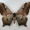098 Heterocera (FV) Saturniidae Athletes albicans m IMG_1482WTMK.JPG