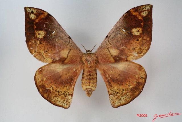099 Heterocera (FD) Saturniidae Goodia falcata f IMG_1680WTMK.JPG