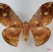 099 Heterocera (FD) Saturniidae Goodia falcata f IMG_1680WTMK.JPG