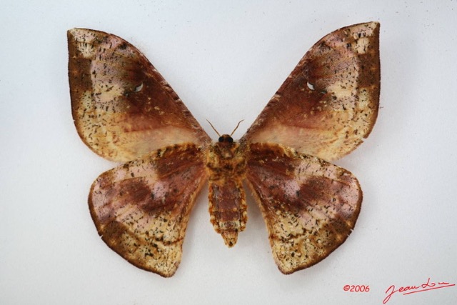100 Heterocera (FV) Saturniidae Goodia falcata f IMG_1682WTMK.JPG