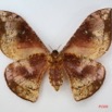 100 Heterocera (FV) Saturniidae Goodia falcata f IMG_1682WTMK.JPG