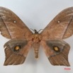 001 Heterocera (FD) Saturniidae Imbrasia epimethea IMG_1709WTMK.JPG