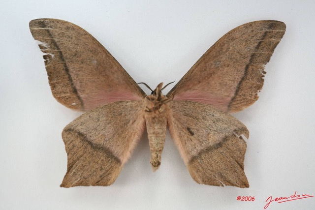 002 Heterocera (FV) Saturniidae Imbrasia epimethea IMG_1712WTMK.JPG