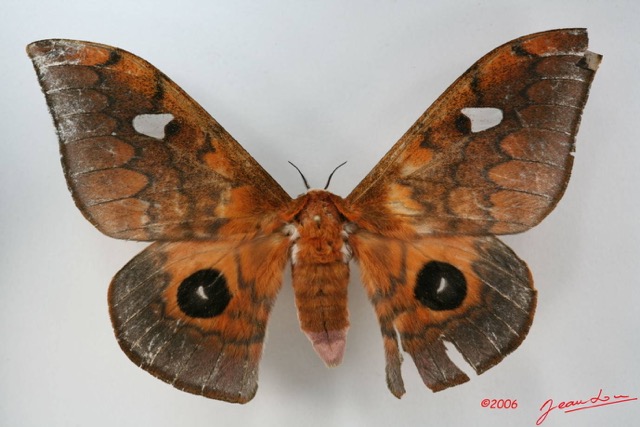 003 Heterocera (FD) Saturniidae Pseudobunaea cleopatra IMG_1725WTMK.JPG