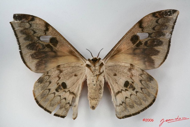 004 Heterocera (FV) Saturniidae Pseudobunaea cleopatra IMG_1728WTMK.JPG