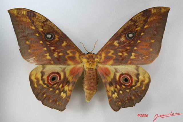 005 Heterocera (FD) Saturniidae Aurivilius aratus IMG_1732WTMK.JPG