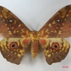 005 Heterocera (FD) Saturniidae Aurivilius aratus IMG_1732WTMK.JPG