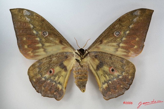 006 Heterocera (FV) Saturniidae Aurivilius aratus IMG_1734WTMK.JPG