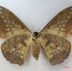006 Heterocera (FV) Saturniidae Aurivilius aratus IMG_1734WTMK.JPG