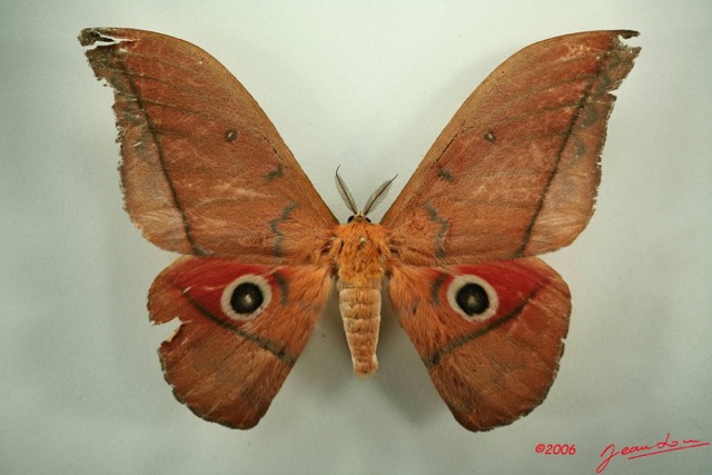 007 Heterocera (FD) Saturniidae Lobobunaea acetes IMG_3211WTMK.JPG