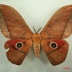 007 Heterocera (FD) Saturniidae Lobobunaea acetes IMG_3211WTMK.JPG