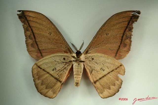 008 Heterocera (FV) Saturniidae Lobobunaea acetes IMG_3217WTMK.JPG
