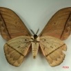 008 Heterocera (FV) Saturniidae Lobobunaea acetes IMG_3217WTMK.JPG