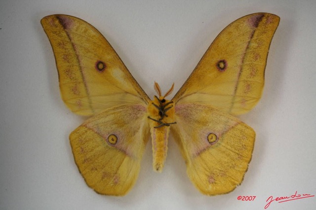 010 Heterocera (FV) Saturniidae Nudaurelia dione IMG_3496WTMK.JPG