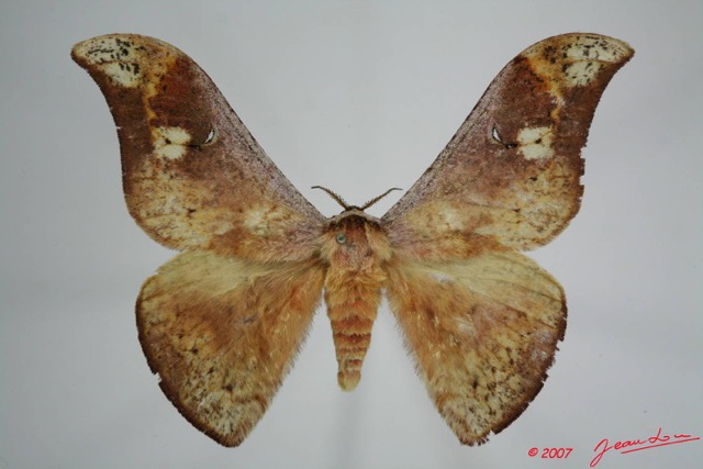 031 Heterocera (FD) Saturniidae Goodia falcata 7EIMG_0205WTMK.JPG