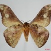 032 Heterocera (FV) Saturniidae Goodia falcata 7EIMG_0206WTMK.JPG