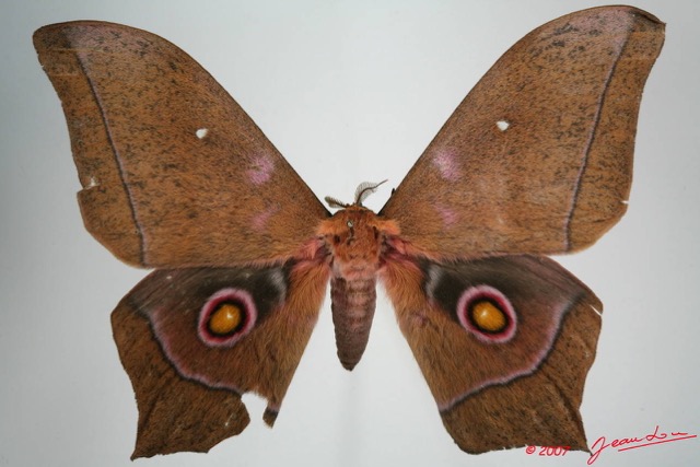 033 Heterocera (FD) Saturniidae Imbrasia epimethea 7EIMG_0306WTMK.JPG