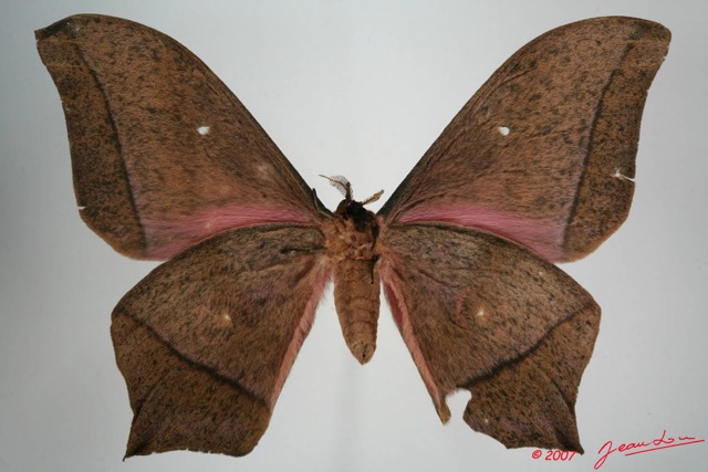 034 Heterocera (FV) Saturniidae Imbrasia epimethea 7EIMG_0311WTMK.JPG